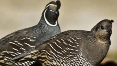 Quail and Pheasant