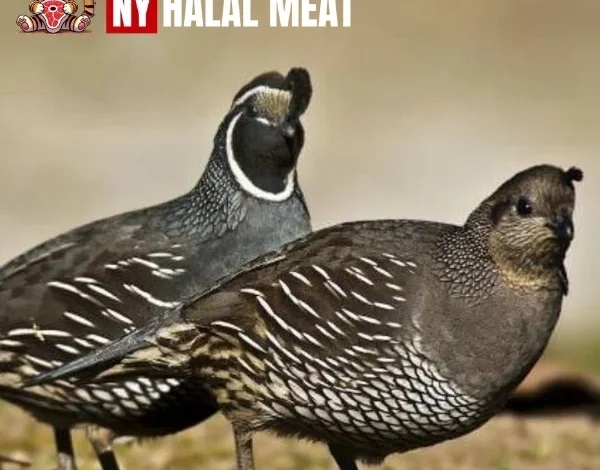 Quail and Pheasant