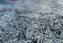 The Impact of Overfishing