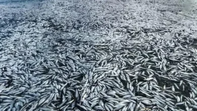 The Impact of Overfishing