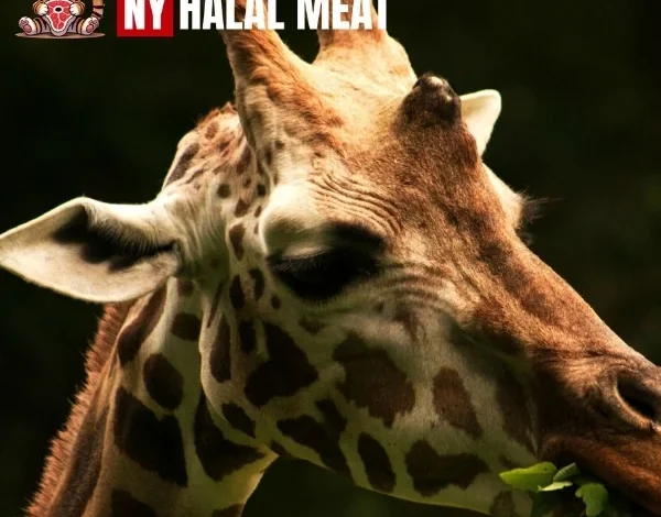 Is Giraffe Meat Halal?