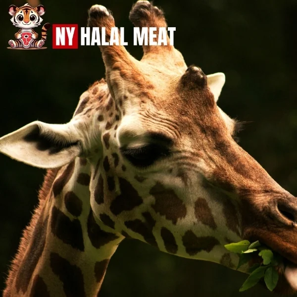 Is Giraffe Meat Halal?